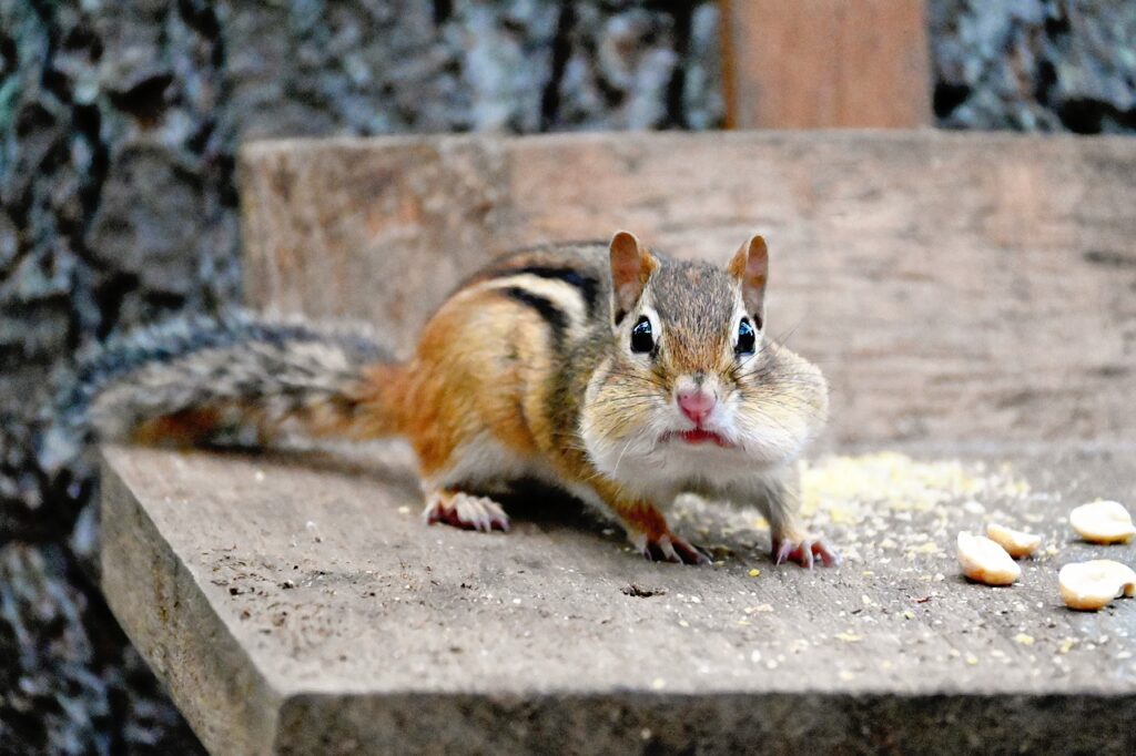 Chipmunk Rodent Foraging Eating  - meganzopf / Pixabay