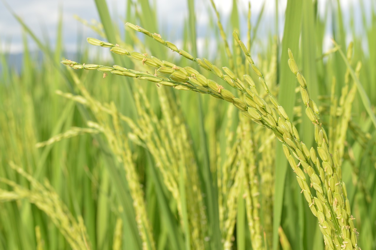 Rice Rice Field Paddy Agriculture  - Shivmirthyu / Pixabay