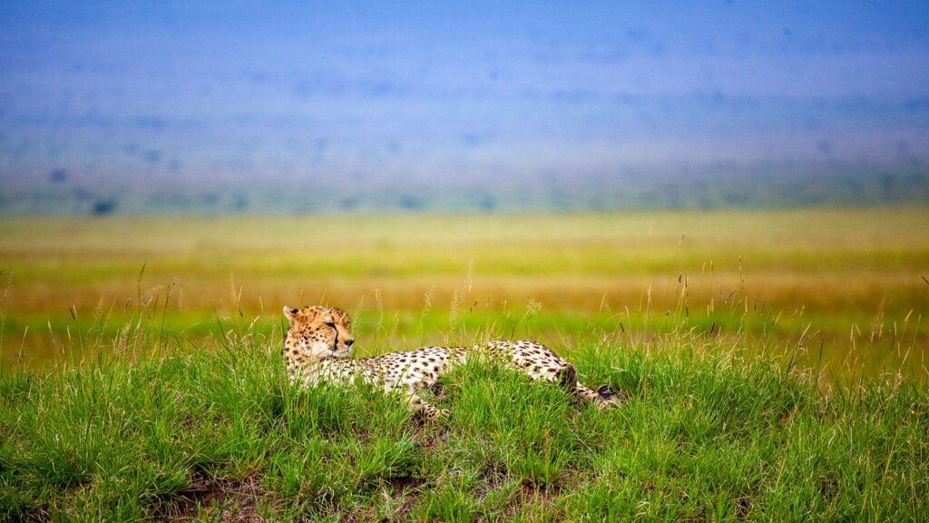 Cheetah Savannah Lie Kenya  - djsudermann / Pixabay