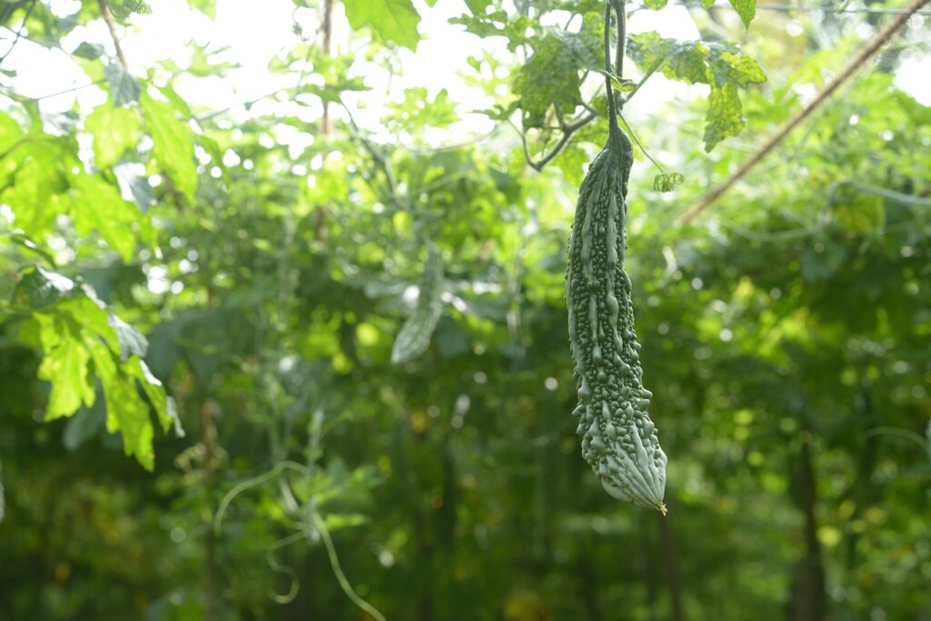 Bitter Gourd Bitter Melon  - Vishnu-Vasu / Pixabay