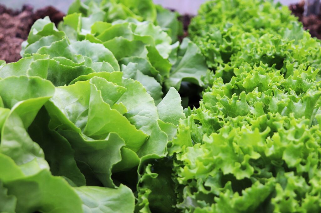 Lettuce Salad Garden Plants  - k-e-k-u-l-é / Pixabay