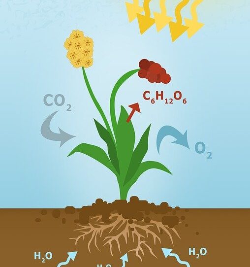 Photosynthesis  - MAKY_OREL / Pixabay