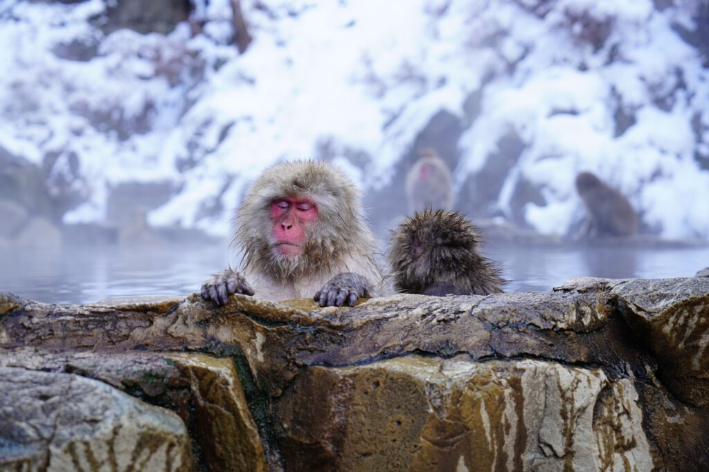 nagano monkey onsen japan nagano 3068677