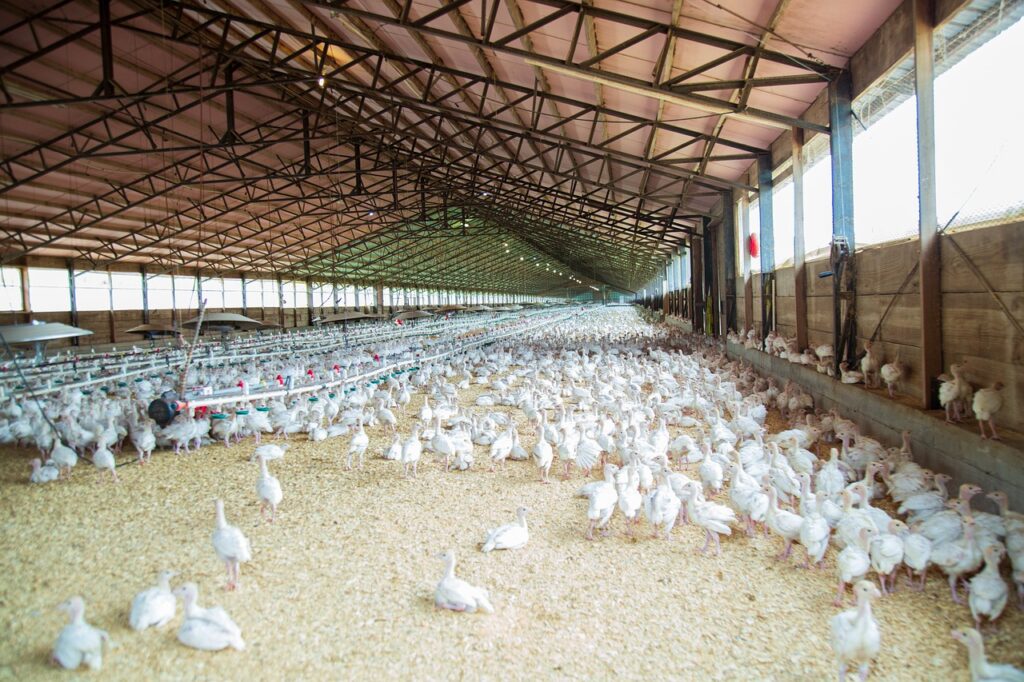 chicken farm poultry hen livestock 4689310